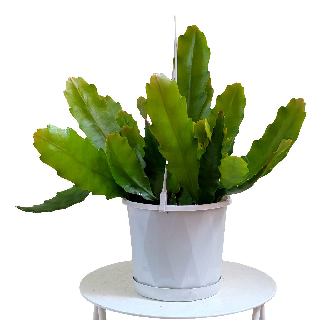 Rhipsalis Disocactus nelsonii - 13cm pot